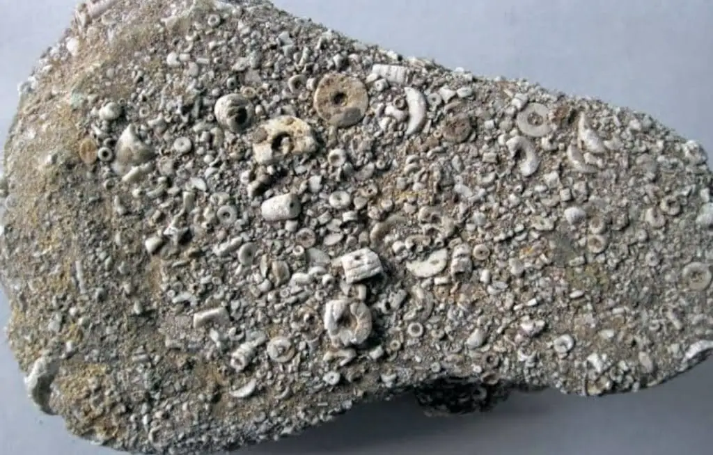 Crinoidal Limestone