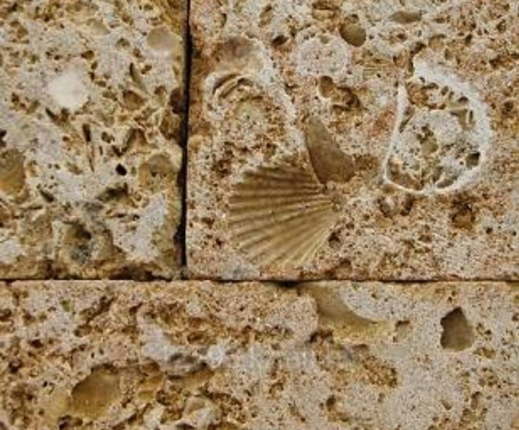 Shell Limestone
